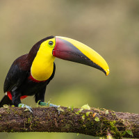Yellow-throated Toucan
